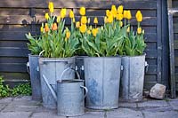 Tulipa 'Conqueror' and Tulipa 'Mystic Garant' in containers