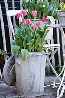 Metal pot planted with Tulipa triumph 'Hemisphere'.