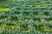 Galanthus - snowdrops are planted in pattern in the lawn.