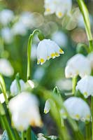 Leucojum vernum - Snowflakes