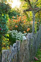 Rustic fence in cottage garden. Allium tuberosum and Dahlia 'David Howard'. Design: Alie Stoffers