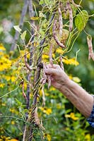 Harvesting Phaseolus vulgaris Firetongue 'Borlotto Lingua di Fuoco' ready for seeds harvest.