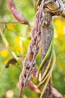 Phaseolus vulgaris Firetongue 'Borlotto Lingua di Fuoco' ready for seeds harvest.