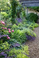 Nepeta 'Six Hills Giant', Alchemilla mollis    and Rosa in border under wooden arbour