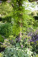 Nepeta 'Six Hills Giant' and Alchemilla Mollis growing at base of wooden arbour, with wisteria foliage