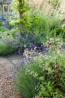 Gillenia trifoliata, Lavender and Nepeta 'Six Hills Giant' in Summer border