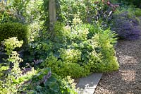 Nepeta 'Six Hills Giant' and Alchemilla mollis