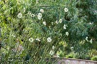 Cephalaria gigantea - Giant Scabious