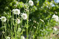 Cephalaria gigantea 