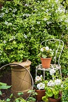 White chair with white begonia and Geraniums next to Clematis 'Alba Luxurians'