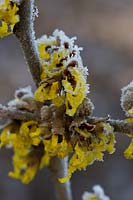 Hamamelis x intermedia 'Arnold Promise'