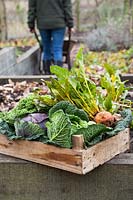 Harvested Vegetables in Winter