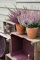 Vintage wooden crate storage with potted heathers