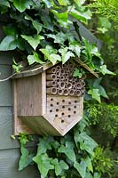 An insect house mounted on the side of a shed coated in Ivy