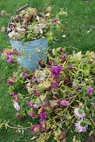 Callistephus chinensis - Spent Aster giant single andrella mixed flowers dug up from the garden - October - Oxfordshire