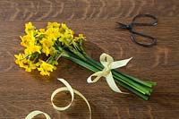 Freshly picked Narcissus 'Grand Soleil d'Or' tied with yellow ribbon