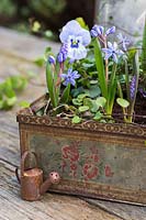 Spring arrangement with Viola and Scilla in vintage box