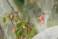 Young Morello cherries, protected from birds with plastic mesh, Wales, UK.