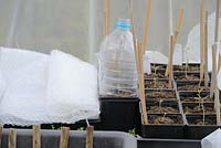 Recycled plastic bottles and horticultural fleece protecting germinating seeds and seedlings within a polytunnel in early Spring, Wales, UK.