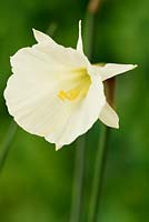 Narcissus cantabricus - White hoop petticoat daffodil, Div 13 Species 