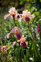 Iris germanica 'Carnaby'