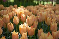 Tulipa batalinii 'Bright Gem'