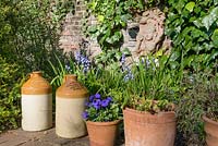 Decorative jugs in front of and Indian style sculpture on the brick wall overgrown with ivy. Planting includes Violas in a clay pot and Bluebells
