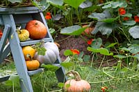 Display with harvested pumpkins and gourds on painted step ladder