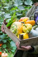 Woman carrying wooden box with harvested pumpkins and gourds in Autumn