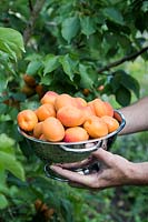 Man holding harvested Apricots in galvanised colander