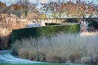 Spiral yew topiary and Molinia caerulea 'Poul Peterson', purple moor grass, in winter in the Courtyard Garden at Bury Court Gardens, Hampshire. Designed by Piet Oudolf and John Coke.