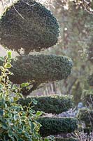 Box topiary with Griselinia littoralis 'Variegata' in Charlotte and Donald Molesworth's garden, Kent, UK.