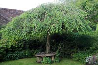Betula pendula 'Youngii' - weeping birch enclosed by rustic wooden tree seat