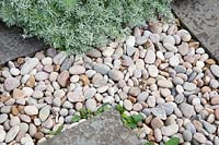 Foliage of Artemisia absinthium softens hard landscaping of pebbles and stone.