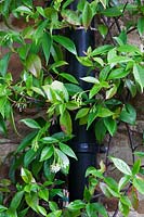 Trachelospermum jasminoides - Star Jasmine disguises a drainpipe