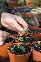 Woman pricking out Centaurea dealbata seedlings into individual pots