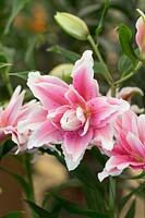 Lilium 'Roselily Natalia' - Oriental Lily Hybrid