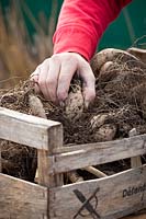 Inspecting stored dahlia tubers for signs of rot