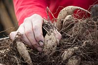 Inspecting stored dahlia tubers for signs of rot