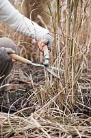 Cutting back grasses using shears