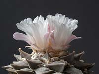 Ariocarpus retusus - a rare mexican specialist cactus in flower