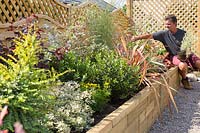 Antony Henn from Garden on a roll planting potted mature plants according to the paper plan for the designed border