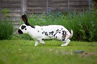 Rabbit in a garden