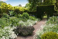 The blue and white Herbaceous Garden with Anthemis cupaniana, blue geranium and sage