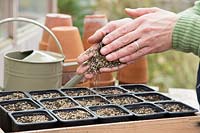Woman covering newly sowng Lupinus perennis 'Texas Bonnet' seeds with vermiculite