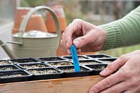 Woman labelling newly sowng Lupinus perennis 'Texas Bonnet' seeds in tray