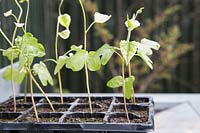 Seedlings of  Ipomoea 'Sunrise Serenade' seeds in modular tray - showing signs of magnesium deficiency due to staying too long in the seed compost