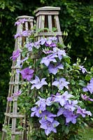 Clematis Shimmer - 'Evipo028'