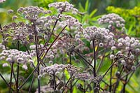 Angelica sylvestris 'Purpurea' syn. Angelica sylvestris 'Vicar's Mead'