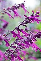 Salvia 'Amistad'